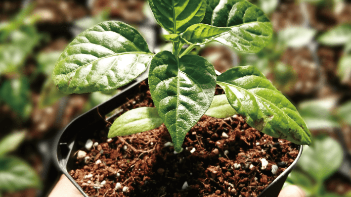 特集キャロライナリーパー Organic Farms Hara